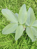 Feves (photo Mrugala F., St-Jean-de-Thurigneux, mai 2024)(2)